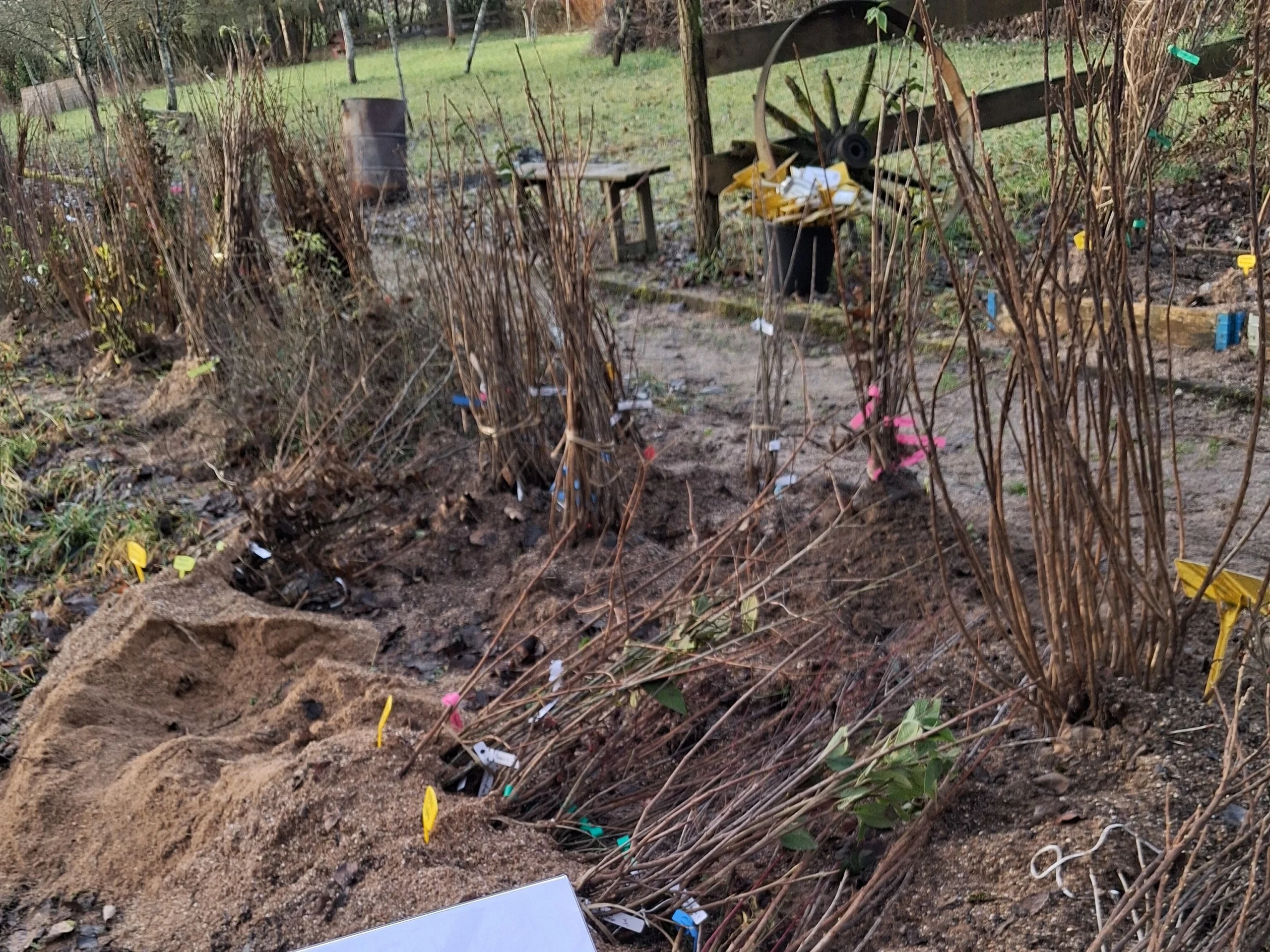 Opération Haies Lorraines (2)